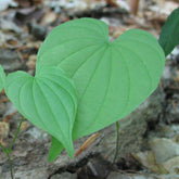 Wild Yam (Dioscorea villosa)